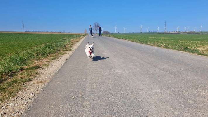 Foto Challenge Nr. 137 - Lass die Ohren fliegen-Beitrag-Bild