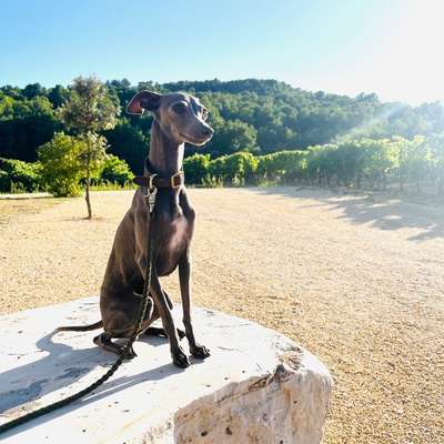 Italienische Windspiele-Beitrag-Bild