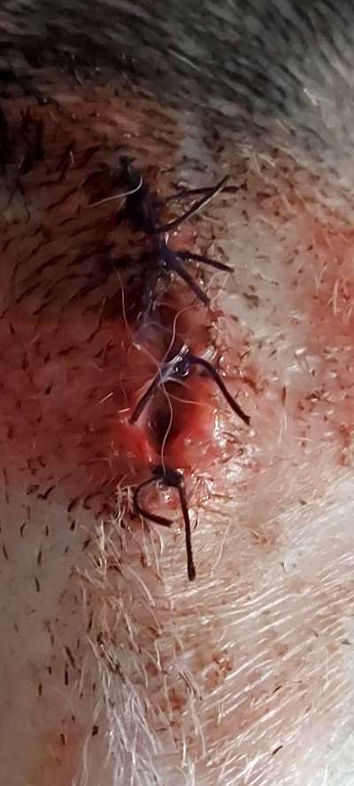 Kastration Wunde reinigen?-Beitrag-Bild