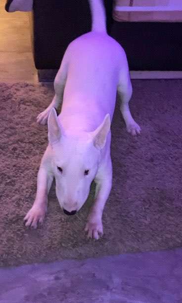 Miniatur Bull Terrier-Beitrag-Bild