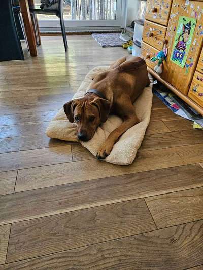 Rhodesian Ridgeback-Beitrag-Bild