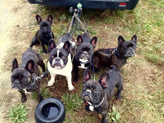 Hundetreffen-Französische Bulldoggen Gruppe-Bild