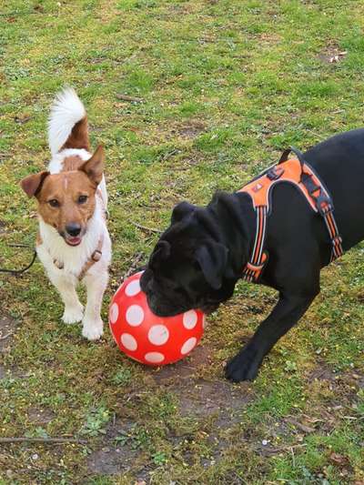 Die Dogorama Wochen Challenge-Beitrag-Bild