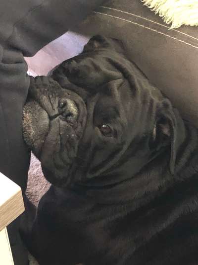 Olde English Bulldogge-Beitrag-Bild