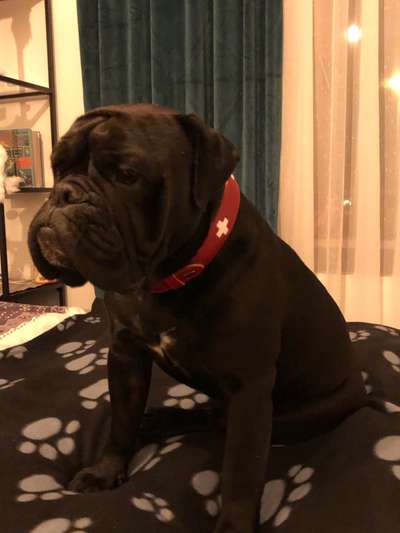 Olde English Bulldogge-Beitrag-Bild