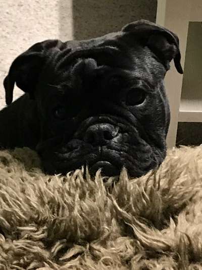 Zeigt mir die tollste Nahaufnahme von eurer Fellnase-Beitrag-Bild