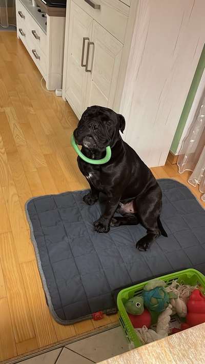 Olde English Bulldogge-Beitrag-Bild