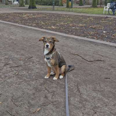 Hundetreffen-Treffen, spielen, trainieren.-Bild
