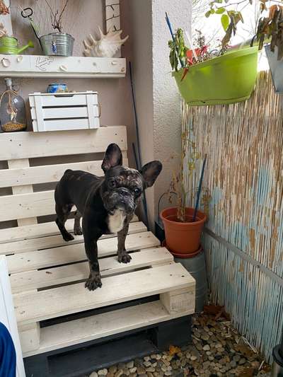 Französische Bulldoggen-Beitrag-Bild