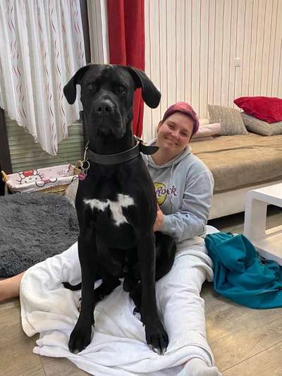 Deutsche Doggen Besitzer zeigt euch-Beitrag-Bild