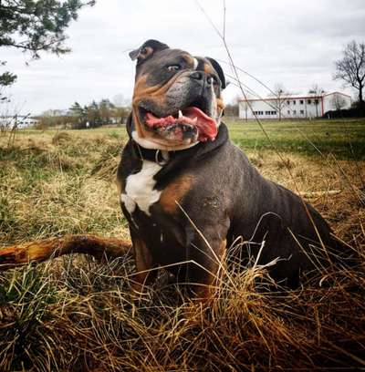 Olde English Bulldogge-Beitrag-Bild