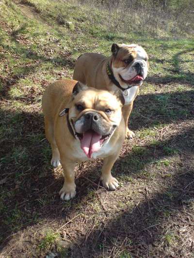 Unsere Fellnasen im Regenbogenland-Beitrag-Bild