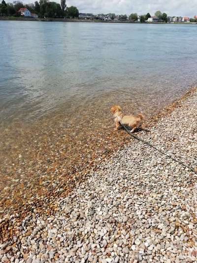 Dogorama-Monats-Challenge-Mai "Wasser"-Beitrag-Bild