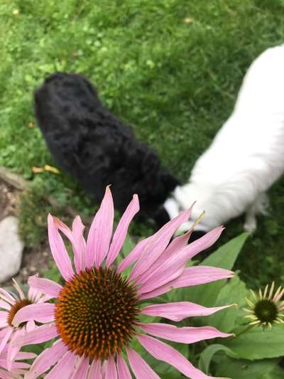 Die Dogorama Monats Challenge "Es grünt und blüht"-Beitrag-Bild