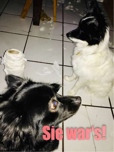 Hunde Memes-Beitrag-Bild