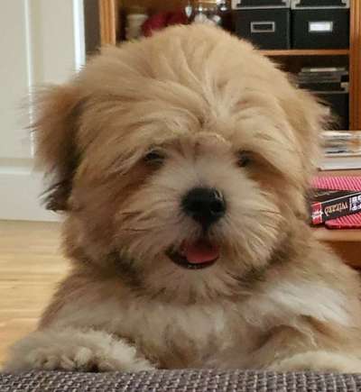 Lhasa Apso-Beitrag-Bild