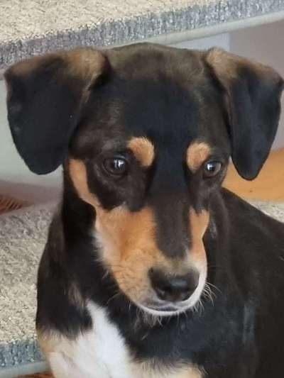 Ein neuer Hund-Beitrag-Bild