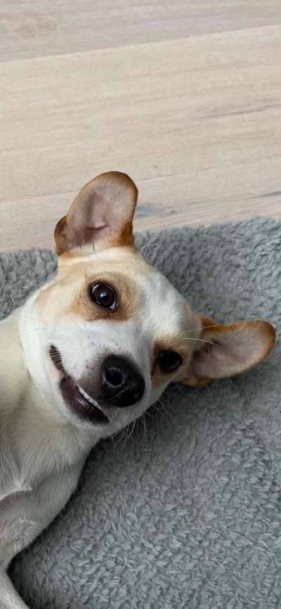 Dansky (Dansk-Svensk Gårdshund)-Beitrag-Bild