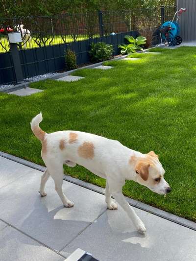 Dansky (Dansk-Svensk Gårdshund)-Beitrag-Bild