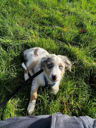 Hundetreffen-Welpentreff am Auberg- Hundepark-Bild