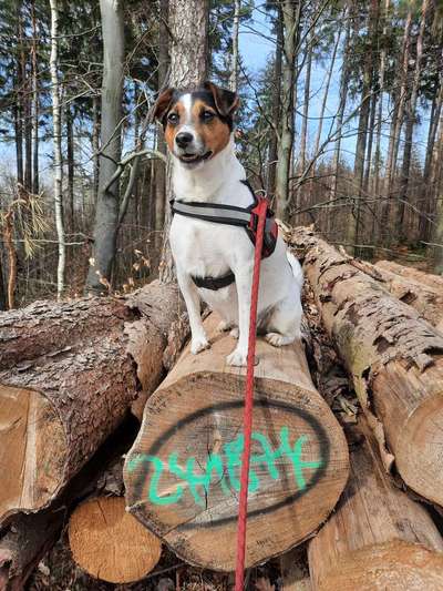 Zeigt mal die schönsten Bilder von euren Hunden !-Beitrag-Bild