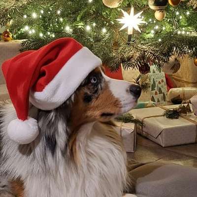 aktuelles Foto Gruppe Australian Shepherd