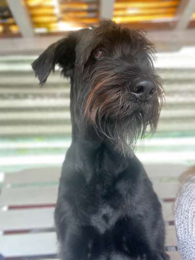 Wo sind die Riesenschnauzer?-Beitrag-Bild