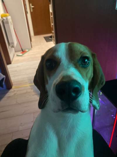 Hundetreffen-Spielgefährte gesucht für meinen Beagle ( Goofy )-Bild