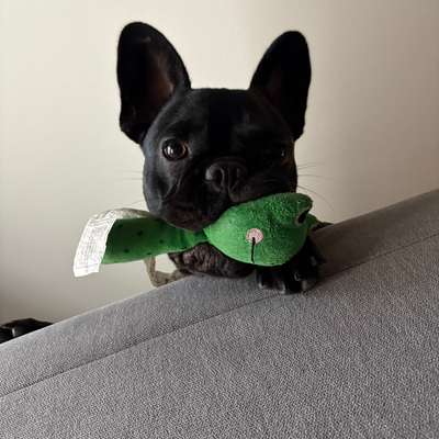 Hundetreffen-Malou sucht wilde Spielgefährten-Bild