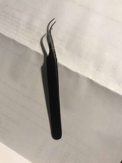 Zecke am Kopf entfernen - Hund zeigt Zähne-Beitrag-Bild