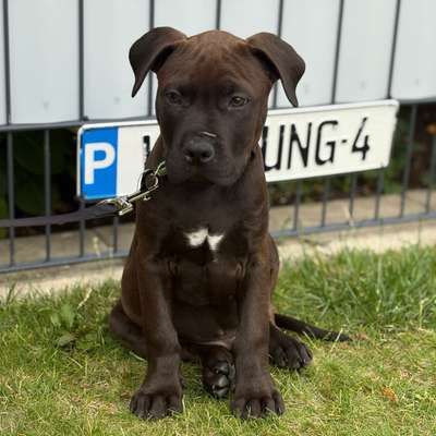 Hundetreffen-spielen, toben, trainieren🐕💗-Bild
