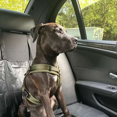 Hundetreffen-spielen, toben, trainieren🐕💗-Bild
