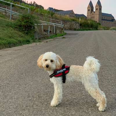 Hundetreffen-Junghund spielen und spazieren-Bild