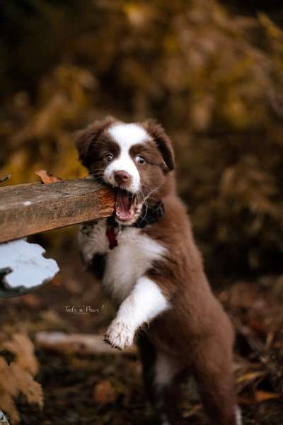 Hundetreffen-🐶📸Welpenshooting-Bild