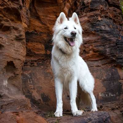 Hundetreffen-Red Rocks Mini-Shooting-Aktion-Bild