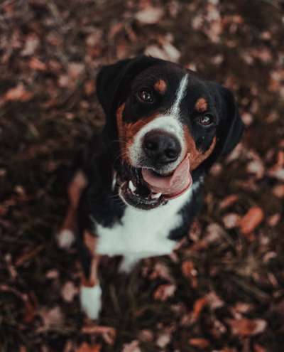 Hundetreffen-Gemeinsame Spaziergänge mit Gleichgesinnten-Bild