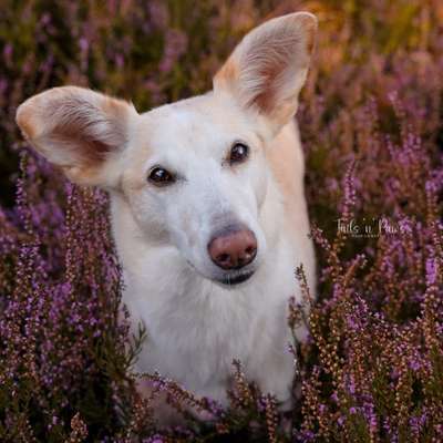 Hundetreffen-Heideshooting-Bild