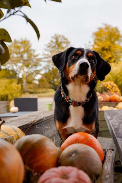 Hundetreffen-Kürbisshooting-Bild