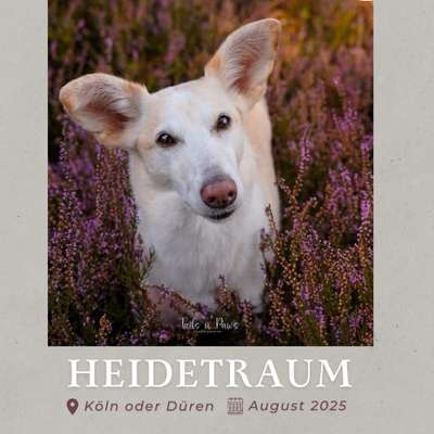 Hundetreffen-Heideshooting-Bild