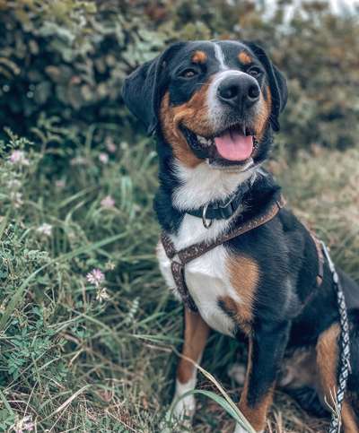 Die Dogorama Kalender Challenge Titelbild-Beitrag-Bild