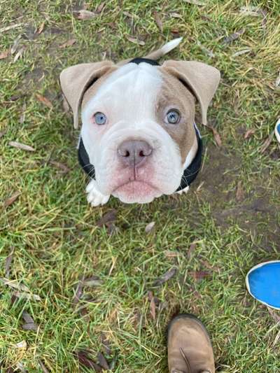 Dogorama Photo Challenge - Hundeblick zum hinschmelzen-Beitrag-Bild