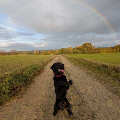 Hundetreffen-Social Walk-Bild