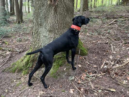 Sind hier Deutsch Kurzhaar/ Jagdhunde?-Beitrag-Bild