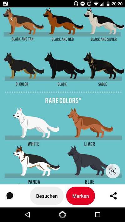 Alles rund um den Schäferhund, diskutieren erwünscht.-Beitrag-Bild