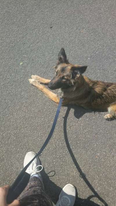 Zeigt mir eure Schäferhund Mischlinge :-)-Beitrag-Bild