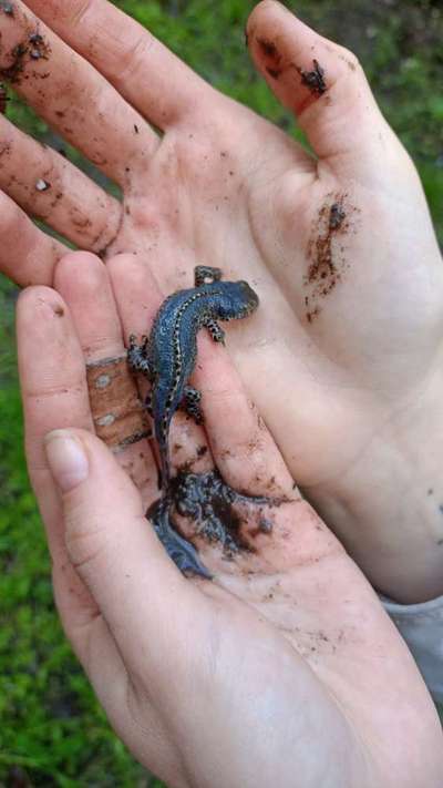 Die wunderschöne Welt mit Hund.-Beitrag-Bild