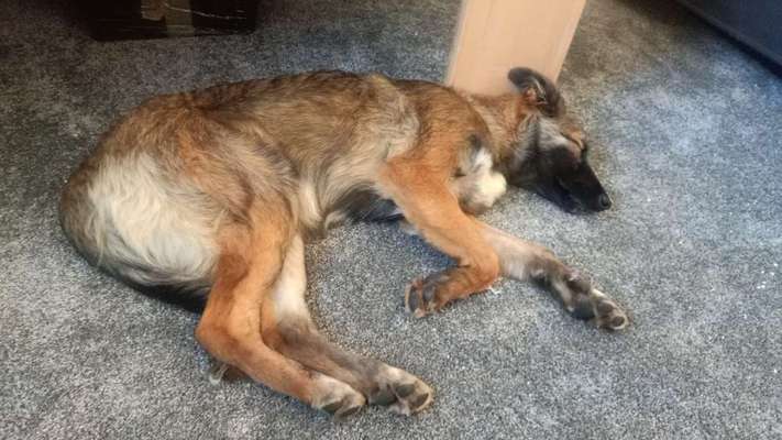 Hund aus dem Spanischen Tierschutz-Beitrag-Bild