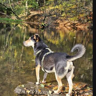 Hundetreffen-Gassirunde mit Ortsfremde in Alsdorf-Bild