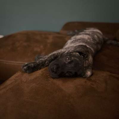 Hundetreffen-Spielen,Social Walk, Training-Bild