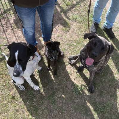 Hundetreffen-Gemeinsame Spaziergänge-Bild